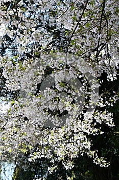 Cherry Blossoms around the Tidal Basin in Washington DC