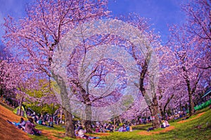Cherry blossoms at Asukayama Park