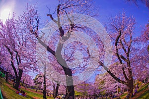 Cherry blossoms at Asukayama Park