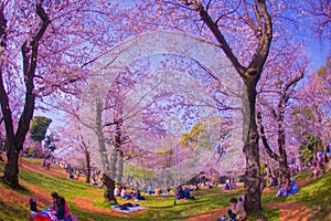 Cherry blossoms at Asukayama Park