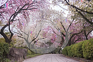 Beautiful hanami party with the pink cherry blossom of Asukayama park in the Kita district of Tokyo, Japan.