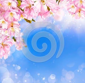 Cherry blossoms background