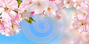 Cherry blossoms background