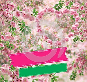 Cherry blossoms, background for congratulations