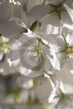 Cherry blossoms backlit