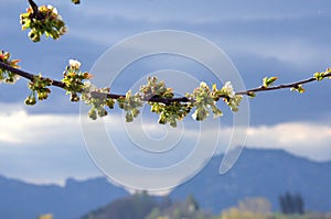 Cherry blossoms with a bad weather front and the traunstein in the background