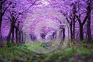 Cherry blossoms photo