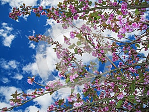 Cherry blossoms from below to blue sky with clouds