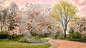 Cherry blossoms in Berlin. In spring, the cherry trees bloom in full splendor