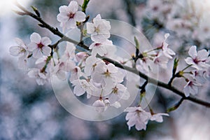 Cherry blossoms bloom