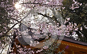 Cherry blossoms bloom in March in Kyoto, Japan