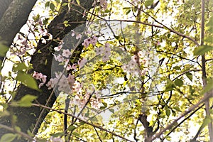 Cherry blossoms bloom in March in Kyoto, Japan