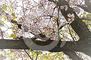 Cherry blossoms bloom in March in Kyoto, Japan