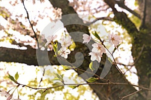 Cherry blossoms bloom in March in Kyoto, Japan