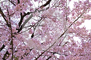 Cherry blossoms bloom in March in Kyoto, Japan