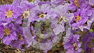 Cherry blossoms bloom with purple and pink petals