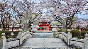 Cherry blossoms blooming front has a beautiful bridge at Fujisan Hongu Sengen Taisha Shinto Shrine in Fujinomiya famous shrine photo