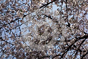 Cherry blossoms blooming gorgeously