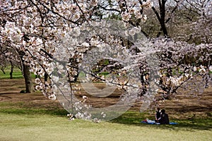Cherry blossoms blooming gorgeously