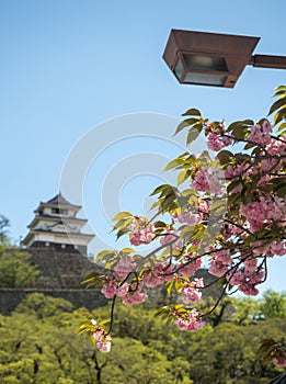 Cherry blossoms blooming in Marugame with castle tower in the background