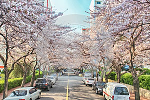 Cherry Blossoms Blooming in Namcheondong , Suyeonggu, Busan, South Korea, Asia