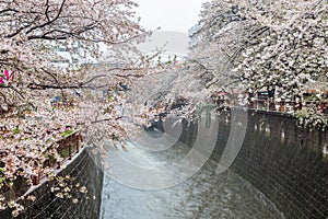 Cherry blossoms blooming on a rainy day at Meguro River Tokyo Japan