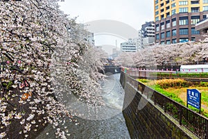 Cherry blossoms blooming on a rainy day at Meguro River Tokyo Japan.