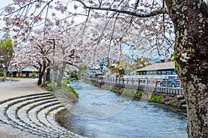 Cherry blossoms blooming riverside at Fujisan Hongu Sengen Taisha Shinto Shrine in Fujinomiya famous shrine photo