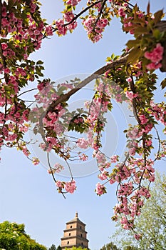 Cherry Blossoms Blooming in Spring at the Big Wild Goose Pagoda in Xi\'an, China