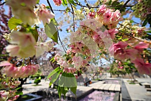 Cherry Blossoms Blooming in Spring at the Big Wild Goose Pagoda in Xi\'an, China