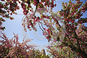 Cherry Blossoms Blooming in Spring at the Big Wild Goose Pagoda in Xi'an, China