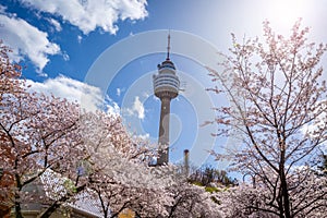 Cherry blossoms blooming in spring at E-World 83 Tower a popular tourist destination. in Daegu,South Korea