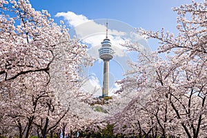 Cherry blossoms blooming in spring at E-World 83 Tower a popular tourist destination. in Daegu, South Korea