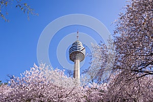 Cherry blossoms blooming in spring at E-World 83 Tower a popular tourist destination. in Daegu,South Korea