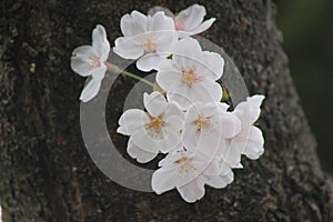 cherry blossoms blooming on tree trunks