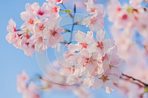 Cherry blossoms blooming under the blue sky