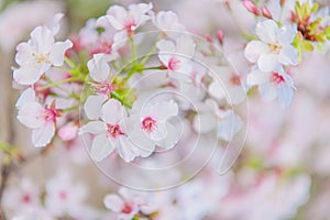 Cherry blossoms blooming under the blue sky