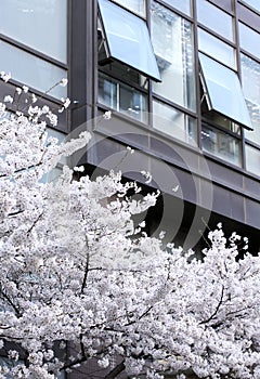 Cherry blossoms blooming under the office building.