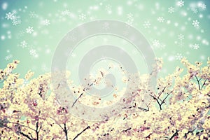 Cherry blossoms and blue sky with snow falling. Vintage flower.