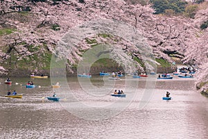 Cherry Blossoms and Boats in Tokyo