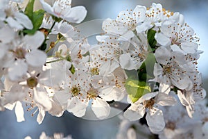 Cherry blossoms on branch