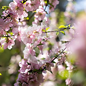 Cherry blossoms on a branch