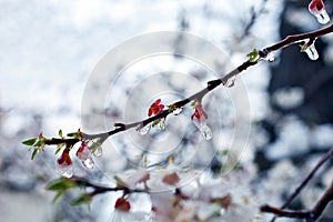 Cherry blossoms branch covered with ice