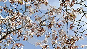 Cherry blossoms on branches against a blue sky at arakura sengen shrine