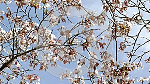 cherry blossoms on branches against a blue sky at arakura sengen shrine