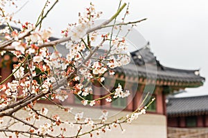 Cherry blossoms branches in a garden at Seoul, South Korea photo