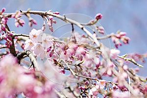 Cherry blossoms and buds