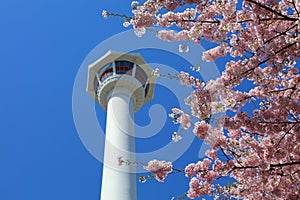 Cherry blossoms in Busan, Korea