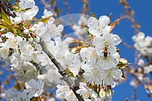 Cherry blossoms with a butine bee
