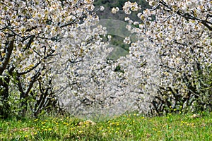 Cherry blossoms, Caderechas valley, Spain